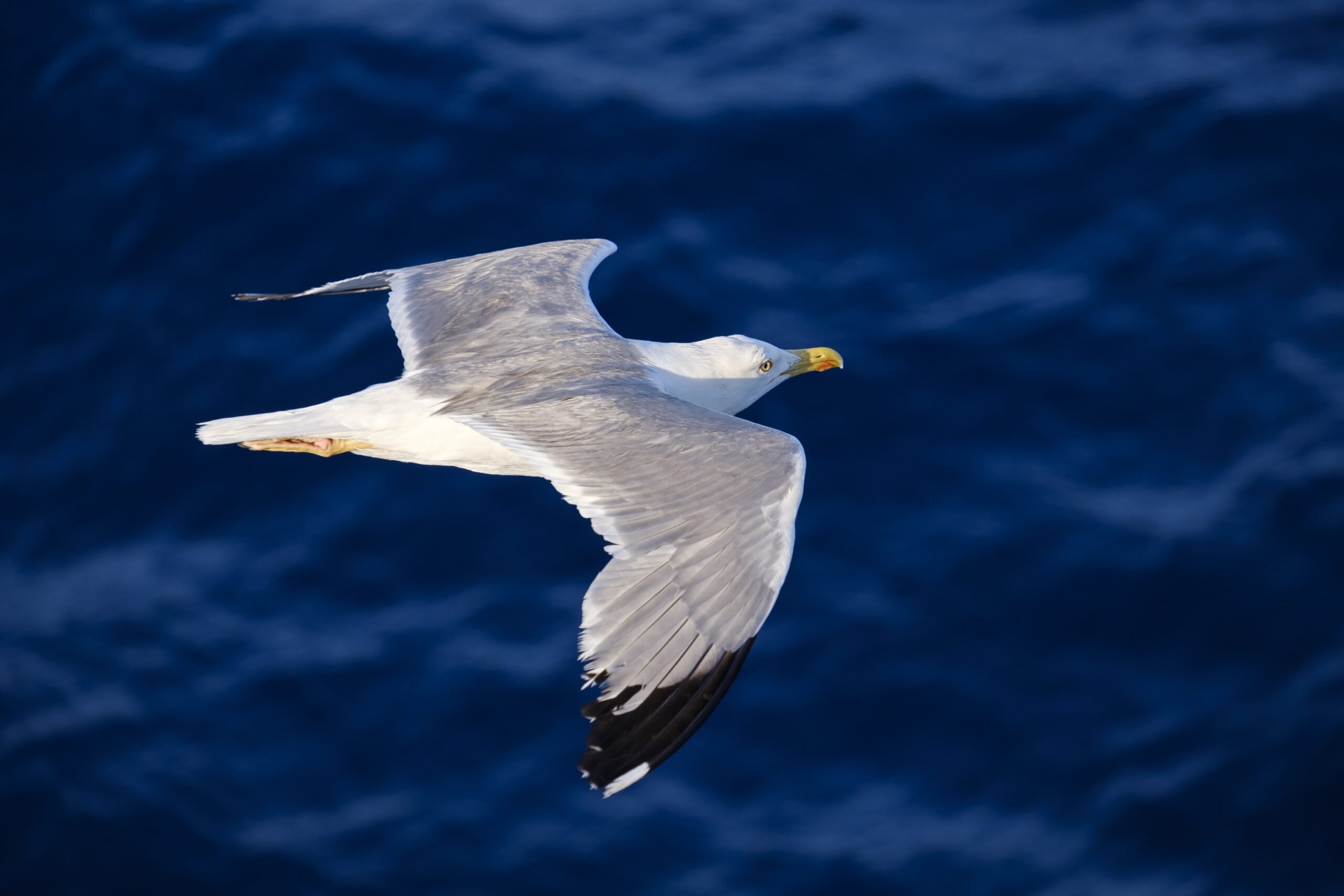 seagull-3491310